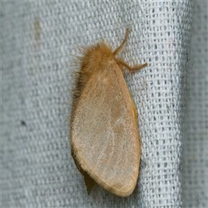 Euproctis (genus) at suppressed - suppressed