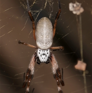 Trichonephila edulis (Golden orb weaver) at Belconnen, ACT - 12 Mar 2025 by kasiaaus