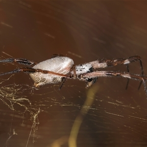 Trichonephila edulis at Belconnen, ACT - 12 Mar 2025 10:17 AM
