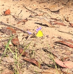 Eurema sp. (Genus) (Grass Yellow Butterflies) at Kungala, NSW - 13 Mar 2025 by donnanchris