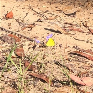 Eurema smilax at Kungala, NSW - Yesterday by donnanchris