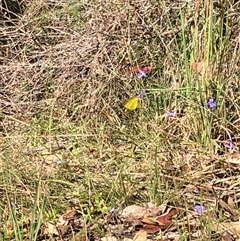 Eurema sp. (Genus) at Kungala, NSW - 13 Mar 2025 04:10 PM