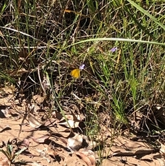 Eurema sp. (Genus) at Kungala, NSW - 13 Mar 2025 04:10 PM