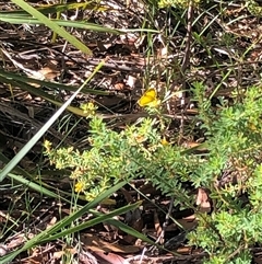 Eurema sp. (Genus) at Kungala, NSW - 13 Mar 2025 04:10 PM