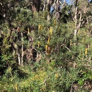 Banksia spinulosa var collina at Kungala, NSW - 13 Mar 2025 04:07 PM