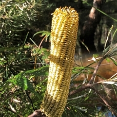 Banksia spinulosa var collina at Kungala, NSW - 13 Mar 2025 04:07 PM