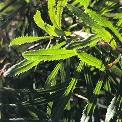 Banksia spinulosa var collina at Kungala, NSW - 13 Mar 2025 04:07 PM