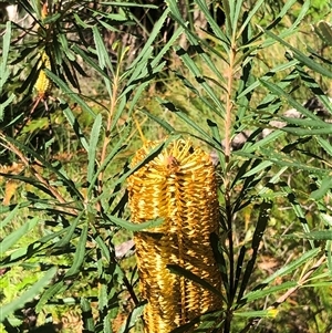Banksia spinulosa var collina at Kungala, NSW - 13 Mar 2025 04:07 PM