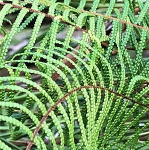 Gleichenia dicarpa at Sherwood, NSW - suppressed