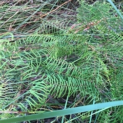 Gleichenia dicarpa at Sherwood, NSW - suppressed