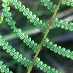 Gleichenia dicarpa at Sherwood, NSW - suppressed