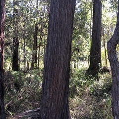 Unidentified Gum Tree at Kungala, NSW - Today by donnanchris