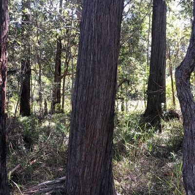 Unidentified Gum Tree at Kungala, NSW - Today by donnanchris