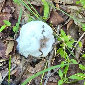 Unidentified Fungus at Kangaroo Valley, NSW - Yesterday by Chakola