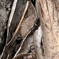 Goniaea sp. (genus) (A gumleaf grasshopper) at Kambah, ACT - 8 Mar 2025 by GG