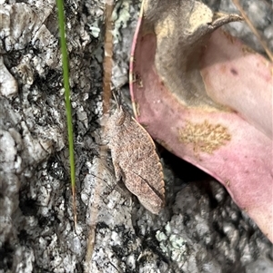 Goniaea sp. (genus) at Kambah, ACT - 8 Mar 2025 12:00 PM