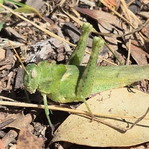 Ecphantus quadrilobus at Hall, ACT - 13 Mar 2025 12:01 PM