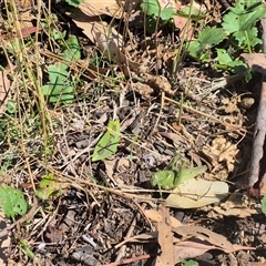 Ecphantus quadrilobus at Hall, ACT - 13 Mar 2025 12:01 PM