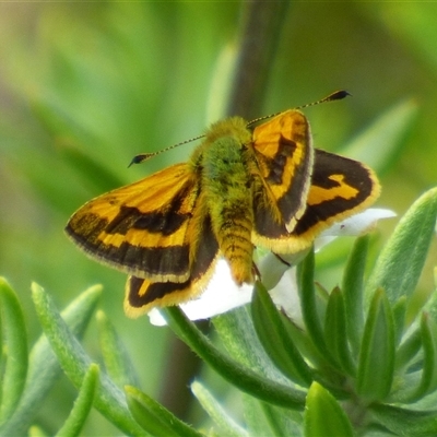 Ocybadistes walkeri (Green Grass-dart) at Rosny Park, TAS - 13 Mar 2025 by VanessaC