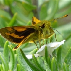 Ocybadistes walkeri at Rosny Park, TAS - 13 Mar 2025 12:31 PM