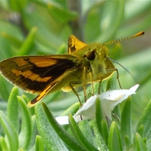 Ocybadistes walkeri at Rosny Park, TAS - 13 Mar 2025 12:31 PM
