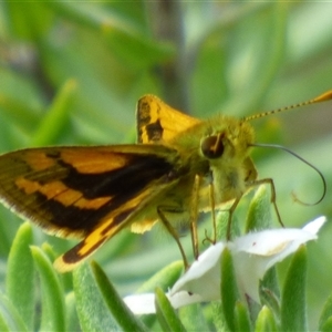 Ocybadistes walkeri at Rosny Park, TAS - 13 Mar 2025 12:31 PM