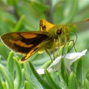 Ocybadistes walkeri at Rosny Park, TAS - 13 Mar 2025 12:31 PM