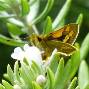 Ocybadistes walkeri at Rosny Park, TAS - 13 Mar 2025 12:31 PM