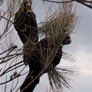 Calyptorhynchus lathami lathami at Ulladulla, NSW - suppressed