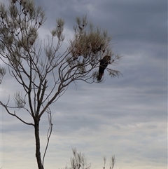 Calyptorhynchus lathami lathami at Ulladulla, NSW - suppressed