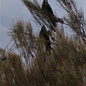 Calyptorhynchus lathami lathami at Ulladulla, NSW - suppressed