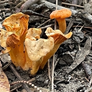 Cantharellus sp. at Ulladulla, NSW - 13 Mar 2025 04:36 PM