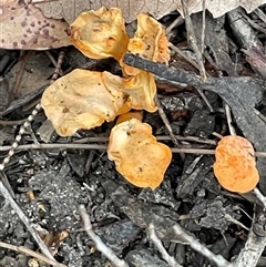 Cantharellus sp. at Ulladulla, NSW - 13 Mar 2025 04:36 PM