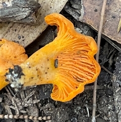 Cantharellus sp. at Ulladulla, NSW - 13 Mar 2025 04:36 PM