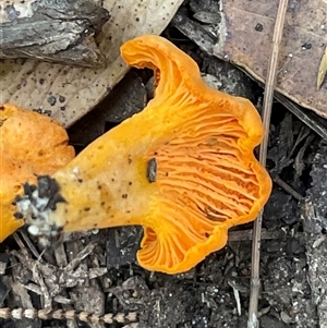 Cantharellus sp. at Ulladulla, NSW - 13 Mar 2025 04:36 PM