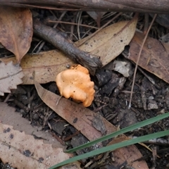 Cantharellus sp. at Ulladulla, NSW - 13 Mar 2025 04:36 PM
