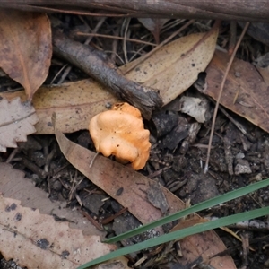 Cantharellus sp. at Ulladulla, NSW - 13 Mar 2025 04:36 PM