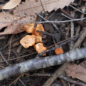 Cantharellus sp. at Ulladulla, NSW - 13 Mar 2025 04:36 PM