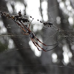 Trichonephila edulis (Golden orb weaver) at Symonston, ACT - 7 Mar 2025 by DavidDedenczuk