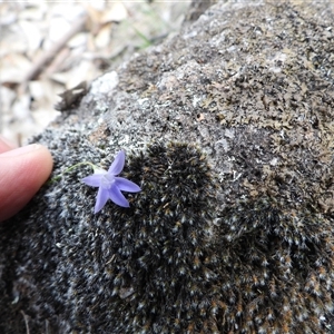 Wahlenbergia sp. at Symonston, ACT - 7 Mar 2025 04:48 PM