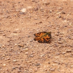 Heteronympha penelope (Shouldered Brown) at Forde, ACT - 8 Mar 2025 by DavidDedenczuk