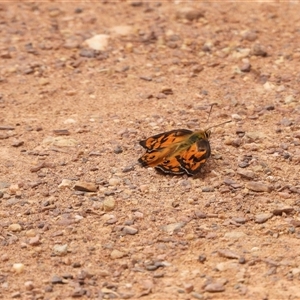 Heteronympha penelope at Forde, ACT - 8 Mar 2025 09:42 AM