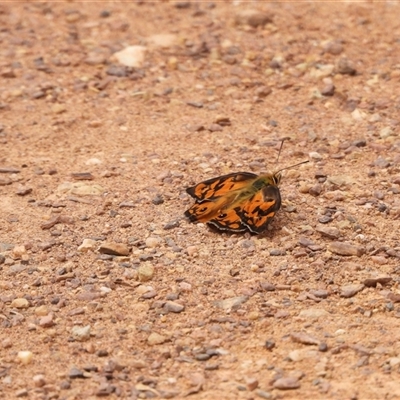 Heteronympha penelope (Shouldered Brown) at Forde, ACT - 8 Mar 2025 by DavidDedenczuk