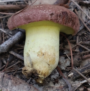Bolete sp. at Ulladulla, NSW - 13 Mar 2025 04:47 PM