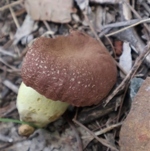 Bolete sp. at Ulladulla, NSW - 13 Mar 2025 04:47 PM