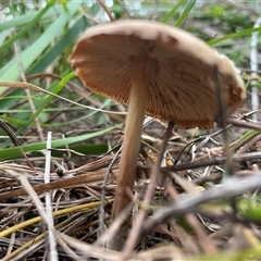 zz agaric (stem; gills not white/cream) at Ulladulla, NSW - 13 Mar 2025 06:04 PM