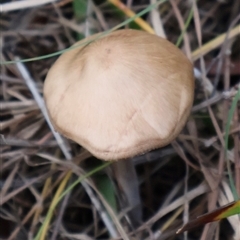 zz agaric (stem; gills not white/cream) at Ulladulla, NSW - 13 Mar 2025 06:04 PM