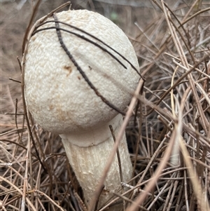 Bolete sp. at Ulladulla, NSW - 13 Mar 2025 06:16 PM
