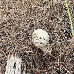 Bolete sp. at Ulladulla, NSW - 13 Mar 2025 06:16 PM