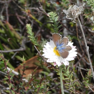 Zizina otis (Common Grass-Blue) at Cotter River, ACT - 9 Mar 2025 by DavidDedenczuk